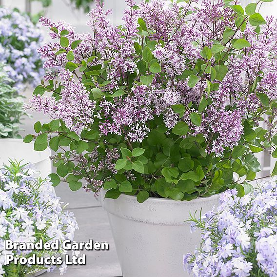 Syringa meyeri 'Flowerfesta® Purple'