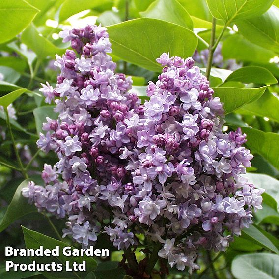 Lilac 'Katherine Havemeyer'