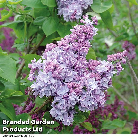 Lilac 'Katherine Havemeyer'