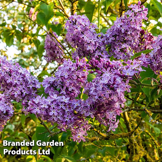 Lilac 'Katherine Havemeyer'