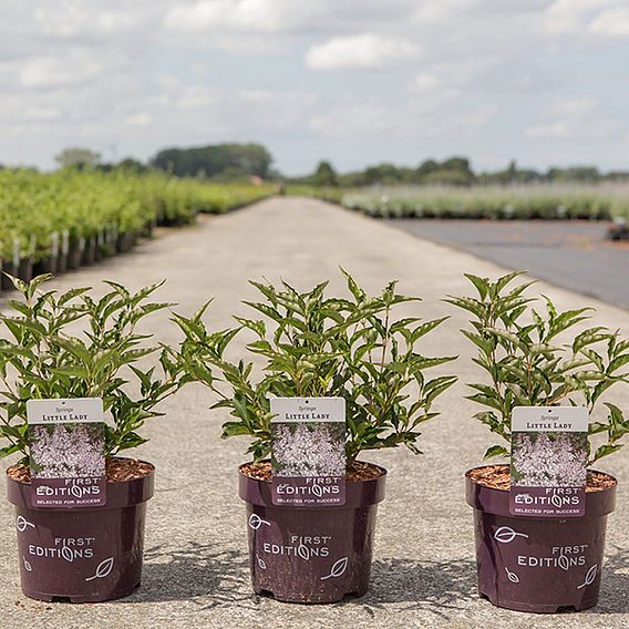 Syringa 'Little Lady'