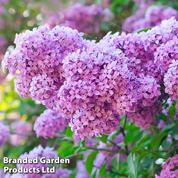 Common Lilac