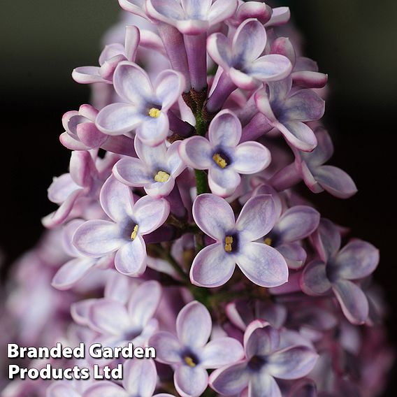 Common Lilac