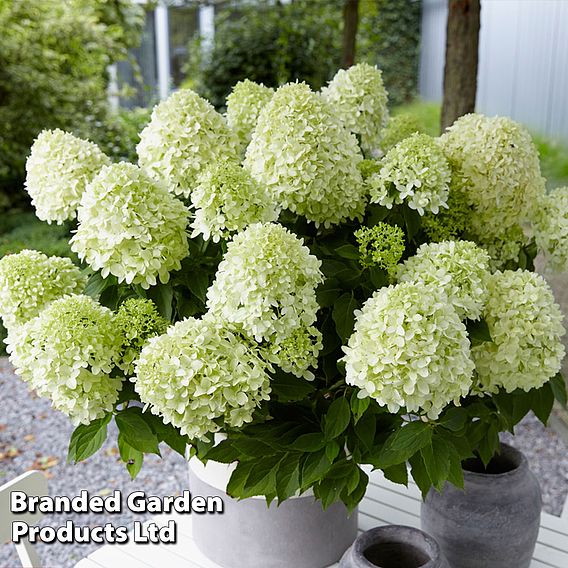 Hydrangea paniculata 'Little Spooky'