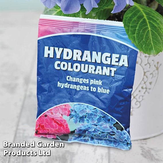 Hydrangea Colourant