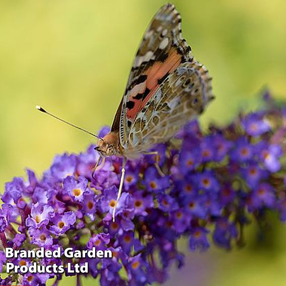 Buddleja davidii 'Empire Blue'