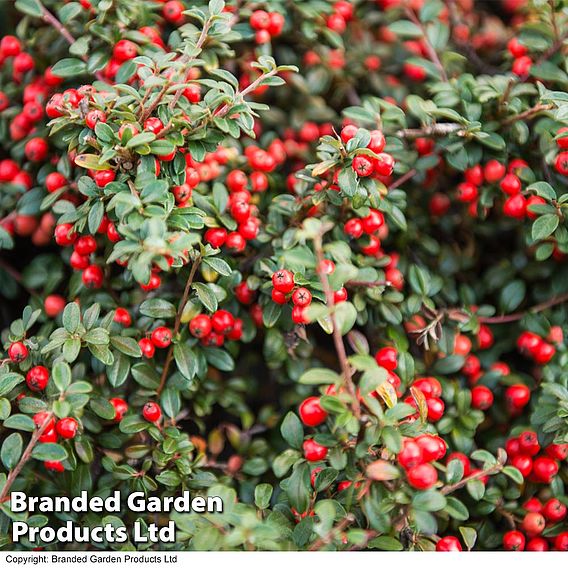 Cotoneaster dammeri