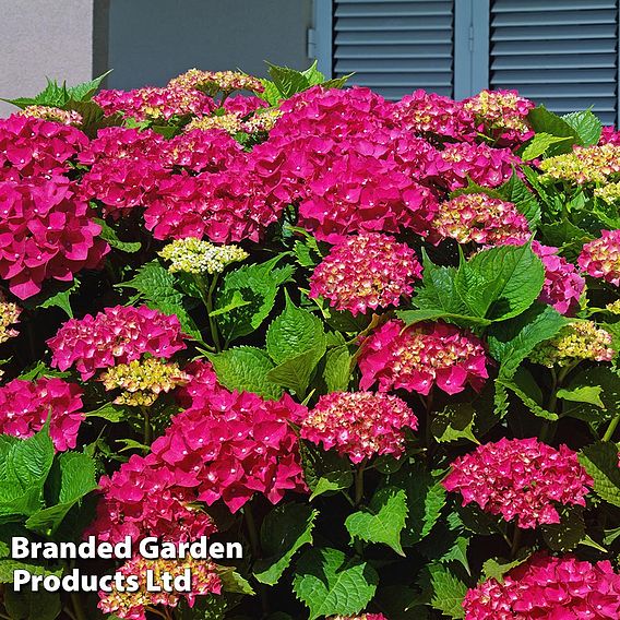 Hydrangea macrophylla 'Ab Green Shadow'