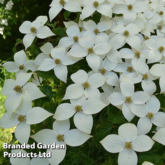 Cornus kousa 'Schmetterling'