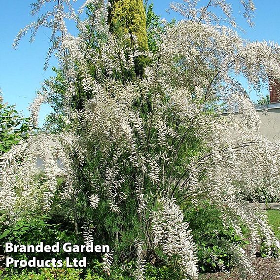 Tamarix ramosissima 'Hulsdonk White'