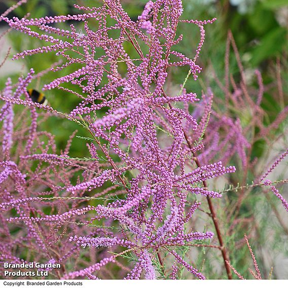 Tamarix ramosissima 'Rubra'