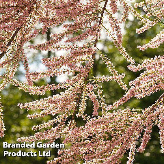 Spring Saver Shrub Collection