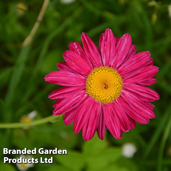 Tanacetum coccineum 'Robinson's Pink'