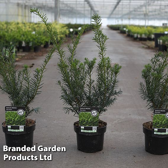 Taxus media 'Farmen'