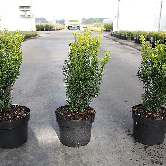 Taxus baccata 'Jalako Sunrise'