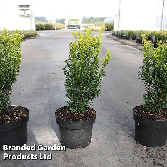 Taxus baccata 'Jalako Sunrise'