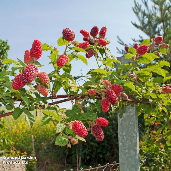 Berry Duo