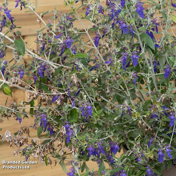 Teucrium fruticans 'Indyho'