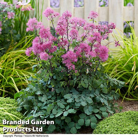 Thalictrum 'Little Pinkie'