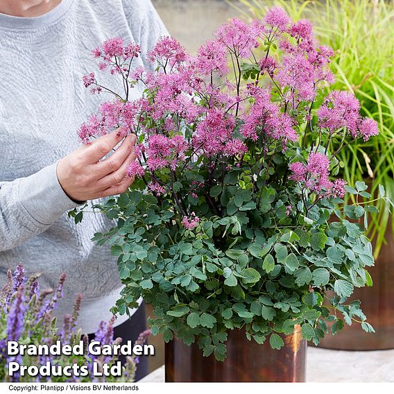 Thalictrum 'Little Pinkie'