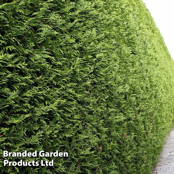 Thuja occidentalis 'Brabant' (Hedging)