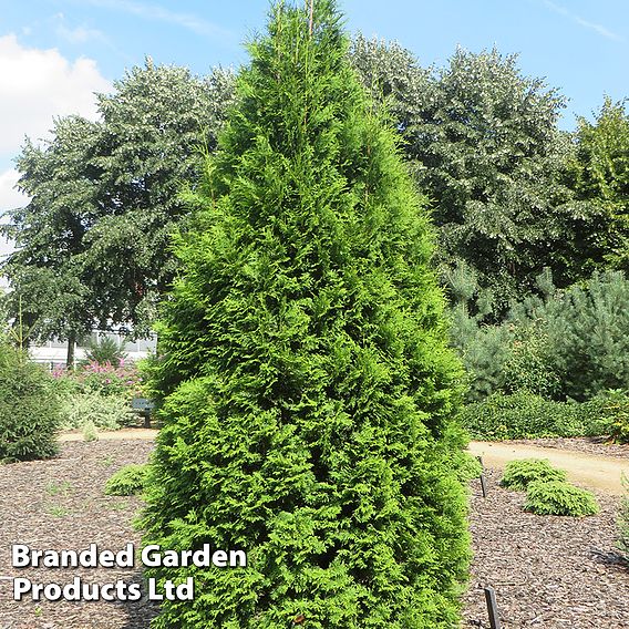 Thuja occidentalis 'Brabant' (Hedging)