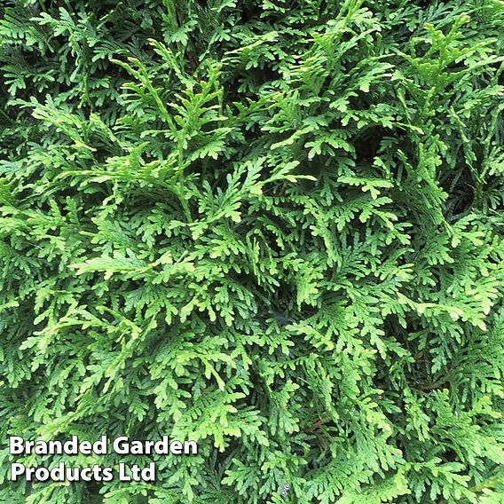 Thuja occidentalis 'Brabant' (Hedging)