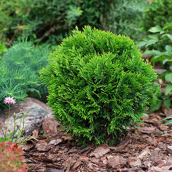 Thuja occidentalis 'Danica Aurea'