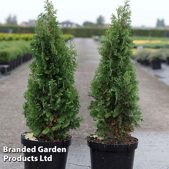 Thuja occidentalis 'Degroot's Spire'