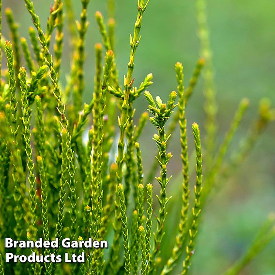 Thuja orientalis 'Franky Boy'