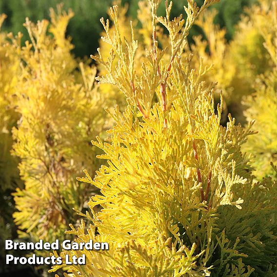 Thuja occidentalis 'Jantar'