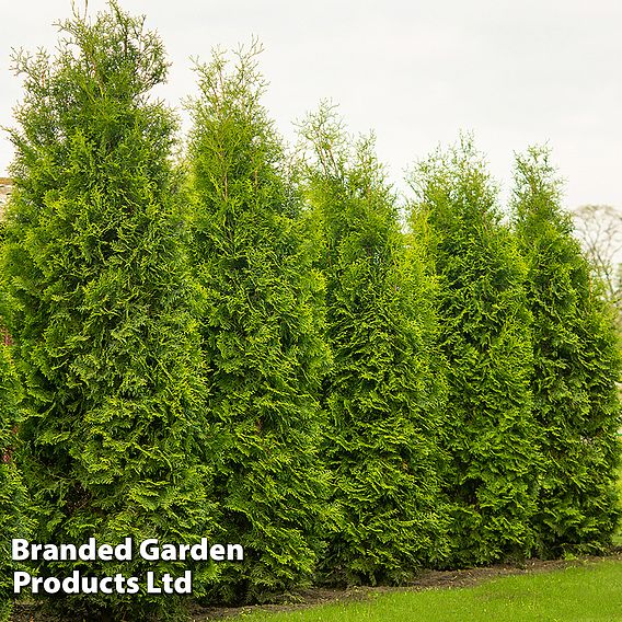 Thuja occidentalis 'King Of Brabant'