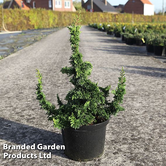 Thuja occidentalis 'Malonyana Holub'