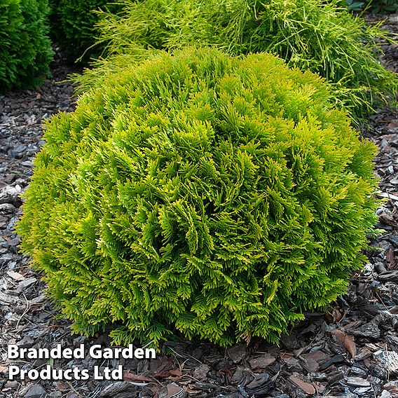 Thuja occidentalis 'Mirjam'