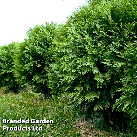 Thuja occidentalis 'Danica'