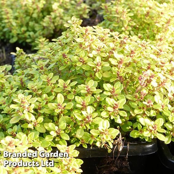 Thymus 'Archer's Gold'