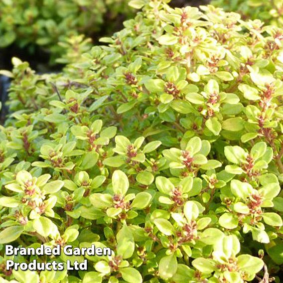 Thymus 'Archer's Gold'