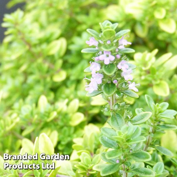 Thymus 'Archer's Gold'