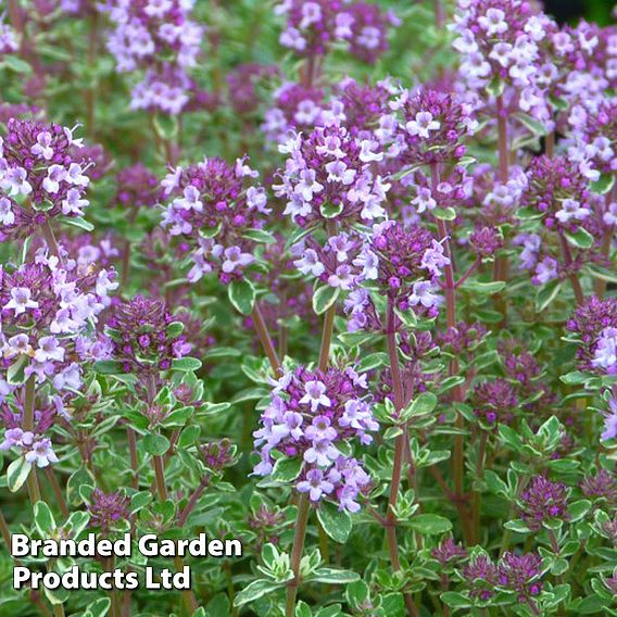 Thyme 'Silver Posie'