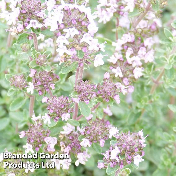 Thyme 'Silver Posie'