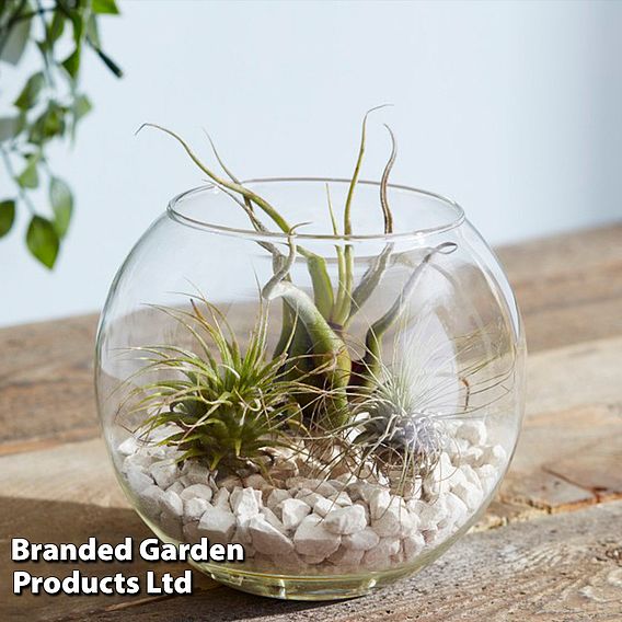 Air Plant Variety Collection