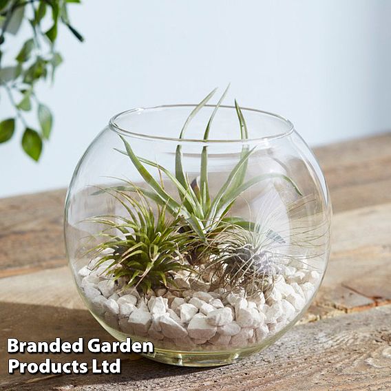 Air Plant Variety Collection