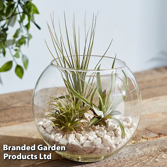 Air Plant Variety Collection