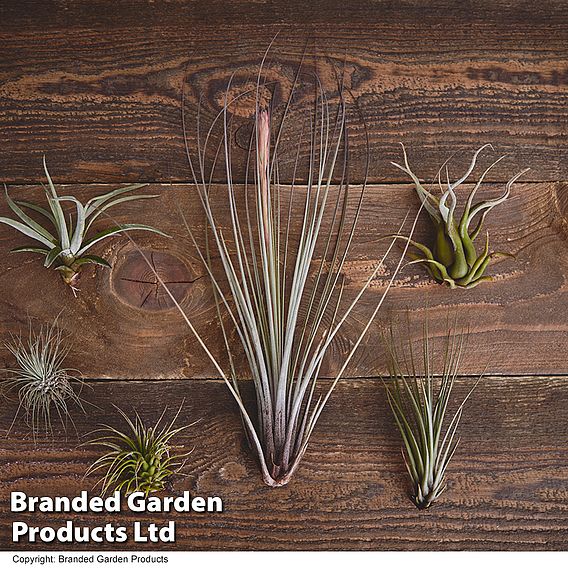 Air Plant Mixed Collection