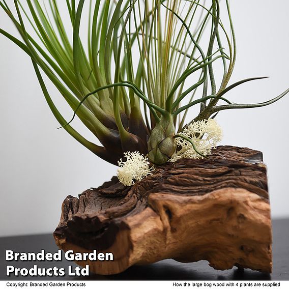 Air Plant on Bog Wood