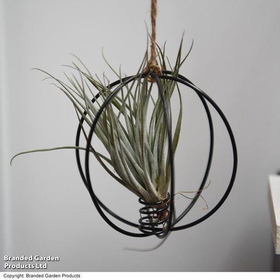 Hanging Air Plant (Tillandsia)