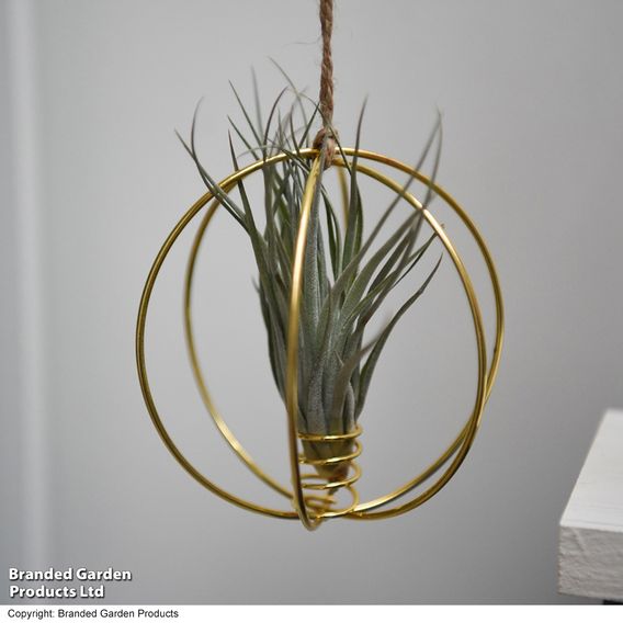 Hanging Air Plant (Tillandsia)