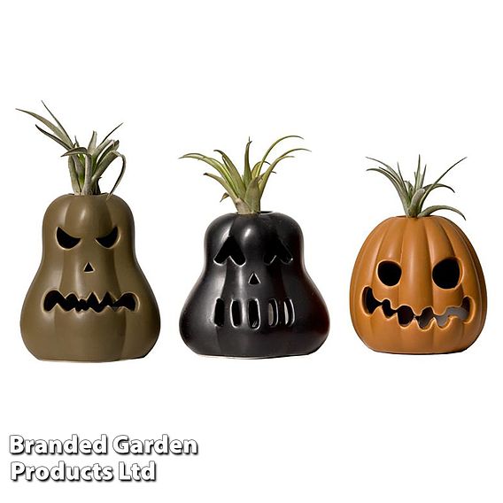 Halloween Tillandsia in Ghoulish Gourdon Pot