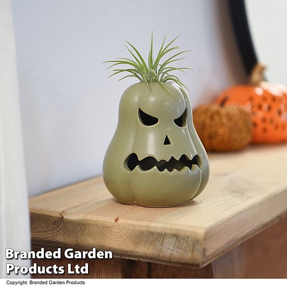 Halloween Tillandsia in Ghoulish Gourdon Pot