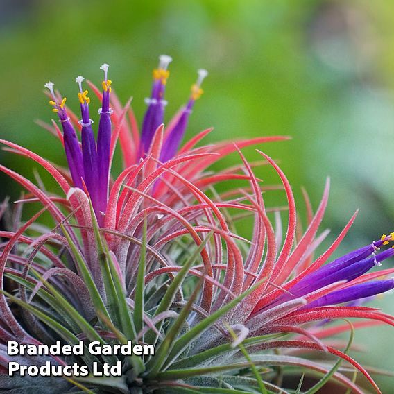 Air Plant Mixed Collection